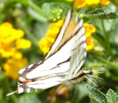 Protographium epidaus fenochionis