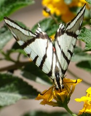 Protographium epidaus fenochionis