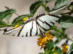 Protographium epidaus fenochionis