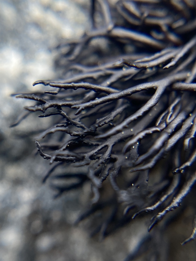 Mountain Bootstrap Lichen