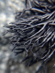 Cornicularia normoerica