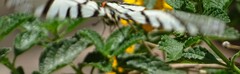 Protographium epidaus fenochionis