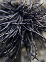 Cornicularia normoerica