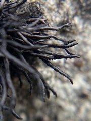 Cornicularia normoerica