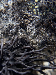 Cornicularia normoerica