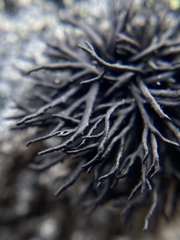 Cornicularia normoerica