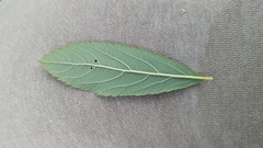 Spiraea × billardii