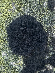 Cornicularia normoerica