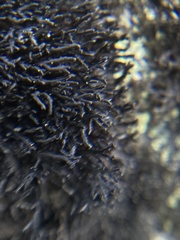 Cornicularia normoerica