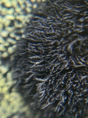 Cornicularia normoerica