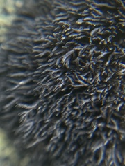 Cornicularia normoerica