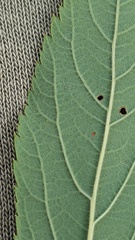 Spiraea × billardii