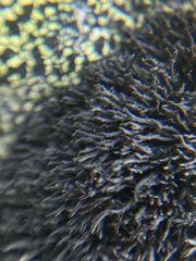 Cornicularia normoerica