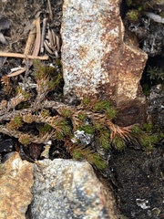 Selaginella densa scopulorum