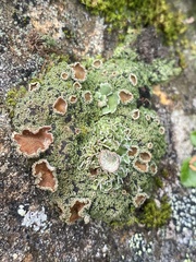 Psoroma hypnorum