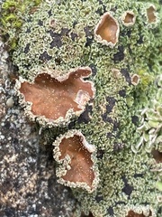 Psoroma hypnorum