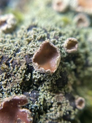 Psoroma hypnorum