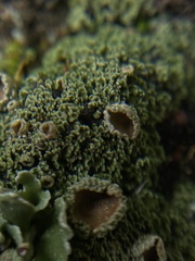 Psoroma hypnorum
