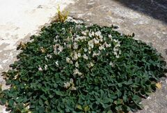 Trifolium uniflorum