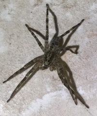 Zoropsis spinimana