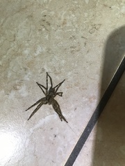 Zoropsis spinimana