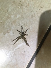 Zoropsis spinimana
