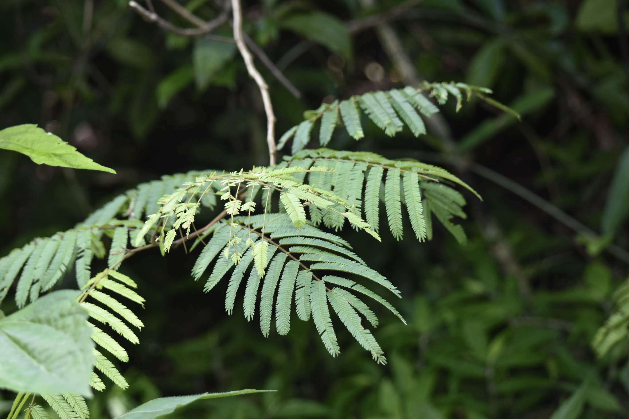Calliandra houstoniana (Calliandra houstoniana)