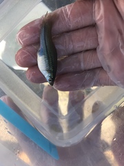 Xiphophorus hellerii