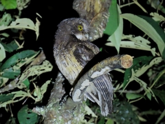 Megascops albogularis