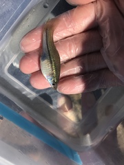 Xiphophorus hellerii