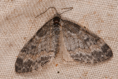 Lobophora