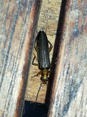 Nacerdes carniolica