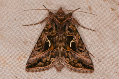 Autographa sansoni