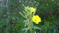 Oenothera × fallax