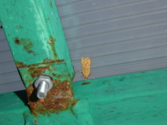 Dichomeris limosellus