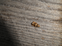 Celypha flavipalpana