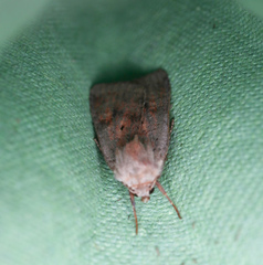 Protolampra sobrina