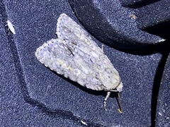 Acronicta immodica