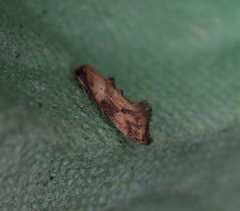 Epermenia falciformis