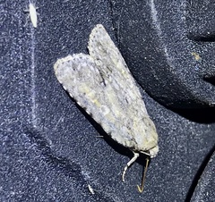 Acronicta immodica