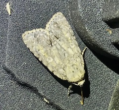 Acronicta immodica
