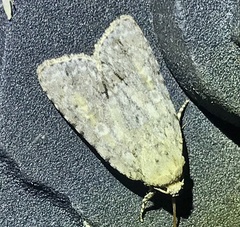 Acronicta immodica