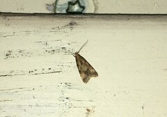 Brachmia blandella