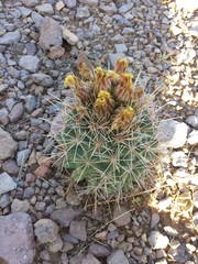 Coryphantha robustispina uncinata