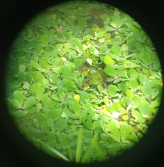 Euphlyctis hexadactyla