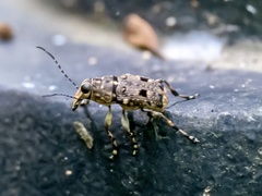 Acorynus