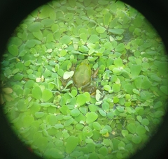 Euphlyctis hexadactyla