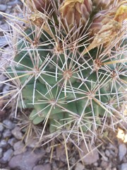 Coryphantha robustispina uncinata