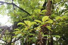 Perrottetia sandwicensis