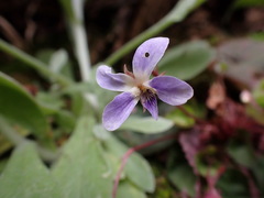 Viola shinchikuensis